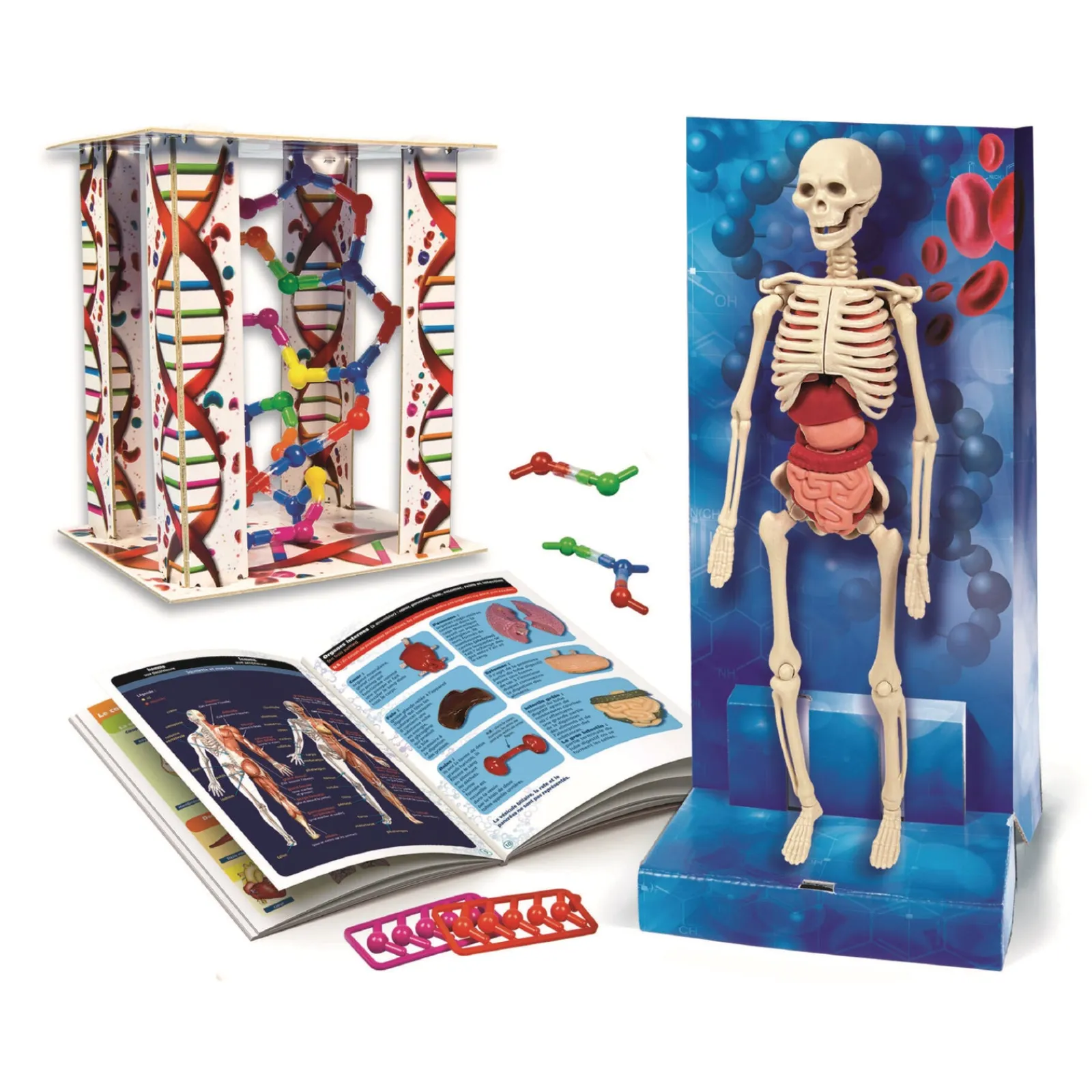 Clearance Ciência & Jogo O Corpo Humano Clementoni